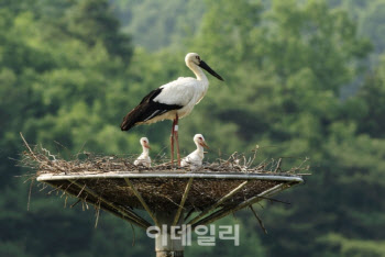 천연기념물 따오기 40마리, 야생으로...첫 가을 방사