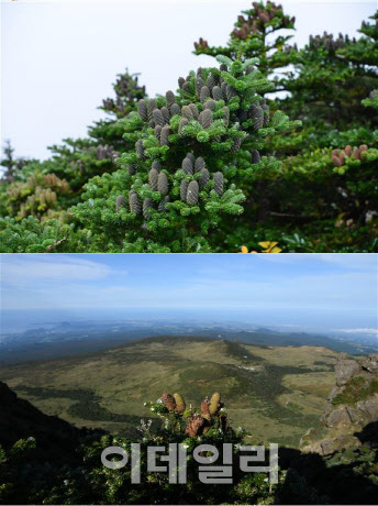 멸종위기 제주 한라산 구상나무, 올해 열매 결실량 급감