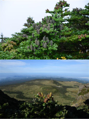 멸종위기 제주 한라산 구상나무, 올해 열매 결실량 급감