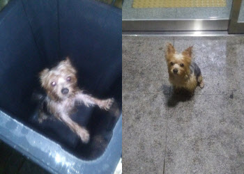 음식물 쓰레기통에 유기된 강아지…"못 나오게 벽돌 올려놔"