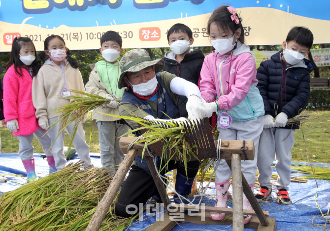 [포토] 양천구, 가을걷이 체험 행사