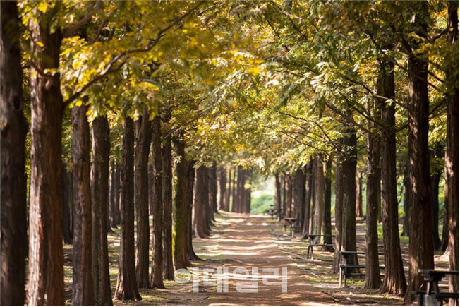 보라매공원·도봉 둘레길…댕댕이와 함께하는 가을 산책코스