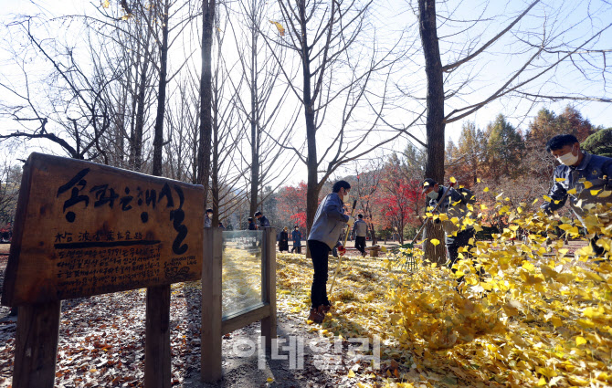 [포토] 남이섬에 쌓인 송파구 은행나무잎