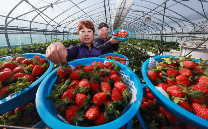 K-딸기 열풍 잇는다…딸기 전용 항공기 홍콩까지 확대 운영