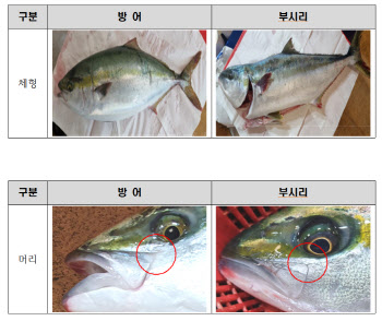 식약처, 방어-부시리 구별법 안내…붉은 고기가 방어