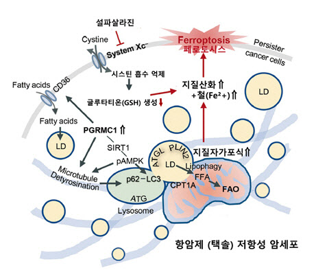 내성 있는 두경부암 세포 성장 억제 치료법 개발