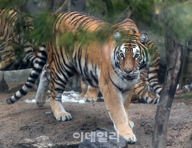 [포토]호랑이 해가 온다