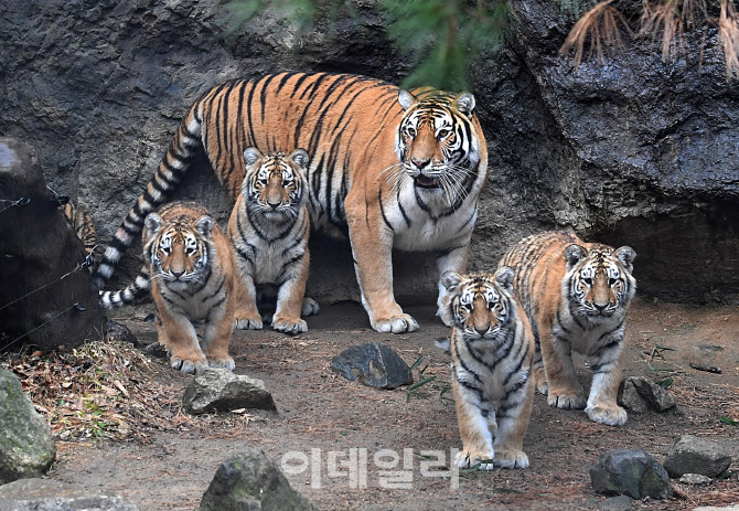 [포토]범 내려온다