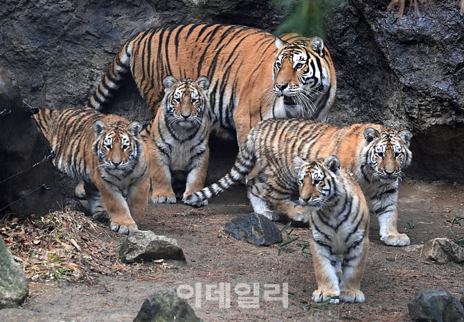 [포토]'범 내려온다!' 임인년, 호랑이 기운 받으세요!