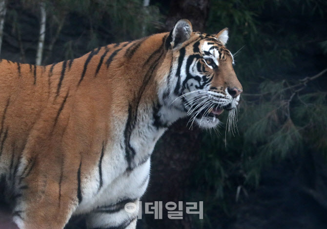 [포토]2022년은 검은호랑이해