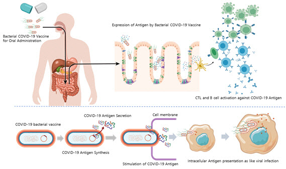 장내미생물 이용한 新 COVID-19 경구형 백신기술 개발