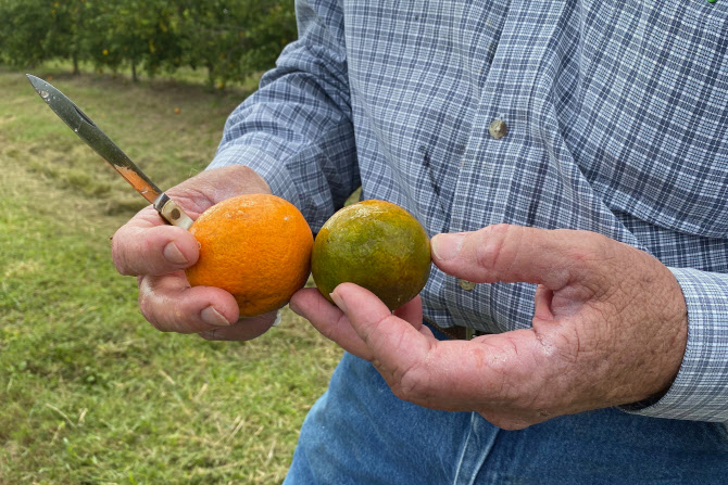 미국 오렌지 수확량 1945년 이후 최저…'주스 비싸진다'