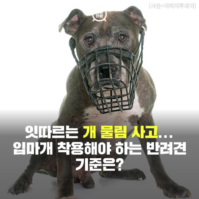 [카드뉴스] 잇따르는 개 물림 사고...입마개 착용해야 하는 반려견 기준은?