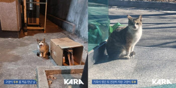 창원서 고양이 꼬리 잡고 살해…이재명 "범죄전담팀 구성해 엄단"