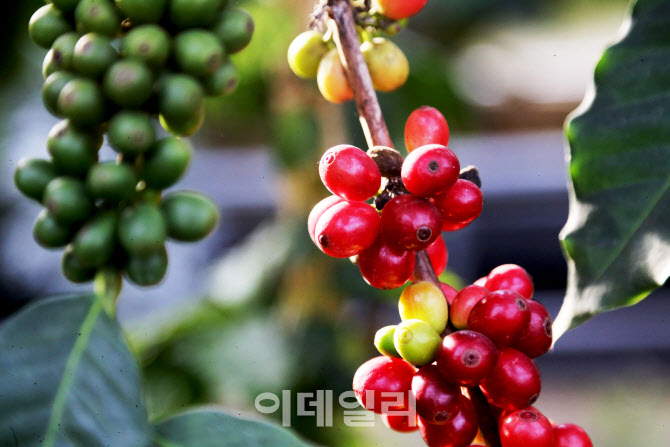 [미식로드] 국내 최고 커피식물원에서 즐기는 커피향
