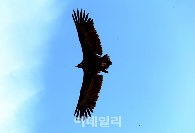 [여행] 몽골에서날아 온 '귀한손님'을 대접하다