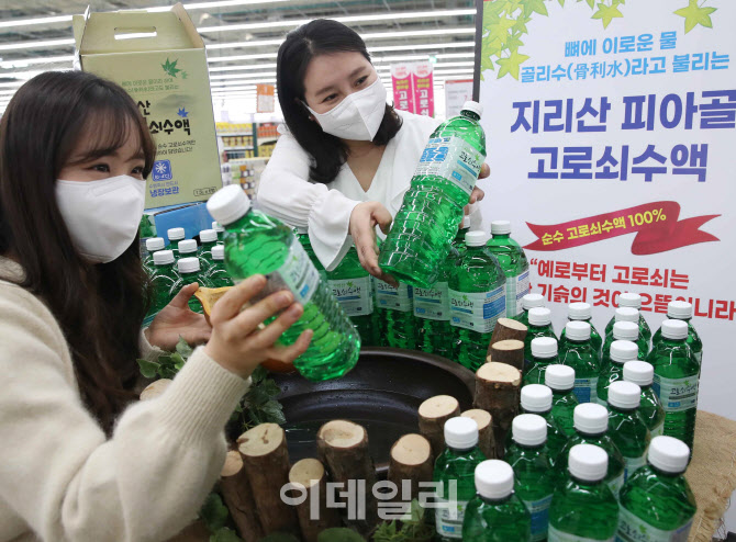 [포토] 지리산 피아골 고로쇠 수액