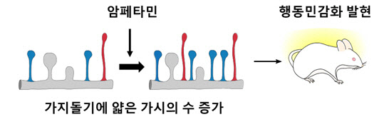 가지돌기 가시 조절로 약물 중독 억제 가능성 최초 규명