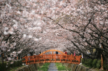 오미크론 확산에 올해 진해 벚꽃 구경 못한다