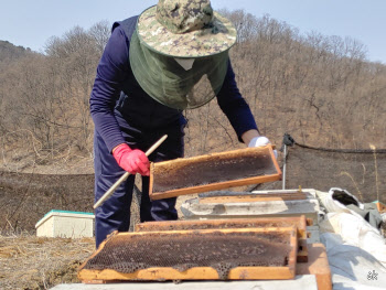 국내서 사라진 꿀벌…밀원숲 조성사업이 해법 될까?