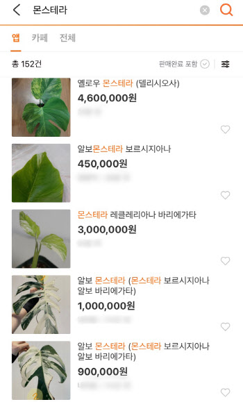 '식테크가 뜬다'..."잎 한장에 400만원, 주식·코인 대신 희귀식물 사요"