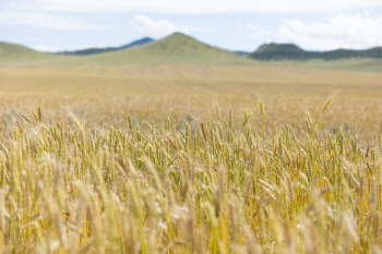 올해 국산 밀 1.4만t 매입…식량안보 대응한다