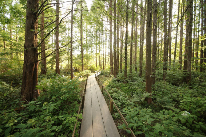 "숲에서 코로나블루 극복해요"…경기도, 산림휴양시설 확대
