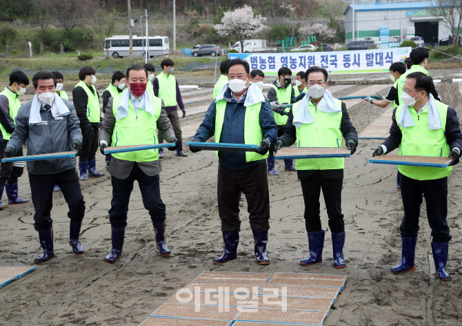 [포토] 모판나르기 농촌일손돕기