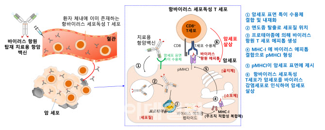 아주대 연구진, 면역세포 활용한 항암 백신기술 개발