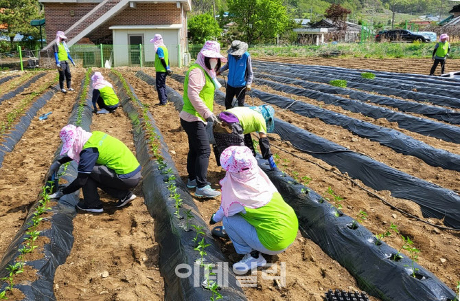 [포토] 농협경제지주, 고추농가 일손돕기