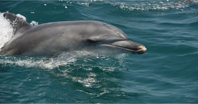 `돌고래 투어` 감시인력 2배 확대…"해양보호생물 지킨다"