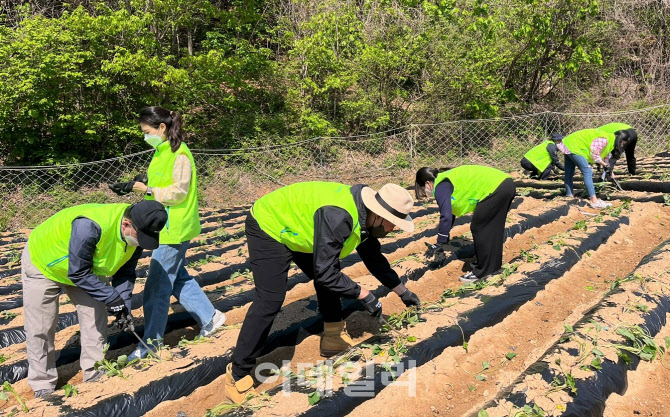 [포토] 농협경제지주 임직원 농가 일손돕기