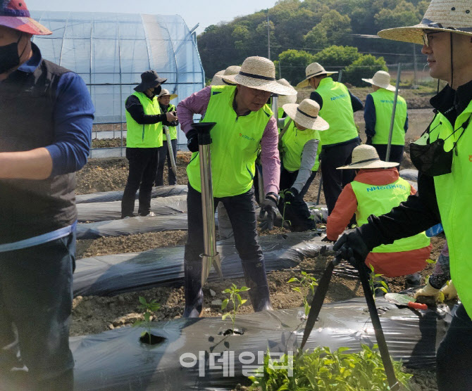 [포토] 농협상호금융, 고추농가 일손돕기