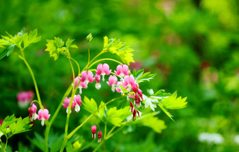  수줍은 봄꽃의 봄의 교향곡, 짧아서 더 찬란하다