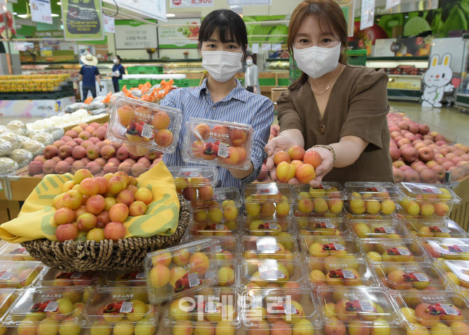 [포토] 여름과일 '자두' 첫 출하