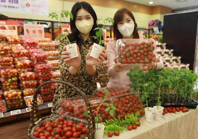 롯데마트, 10개 지점서 토마토 판촉 행사..."농가 상생"