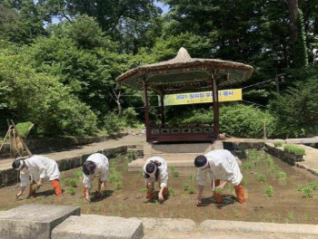 임금이 농사 모범 보이던 '친경례'…창덕궁 모내기 행사