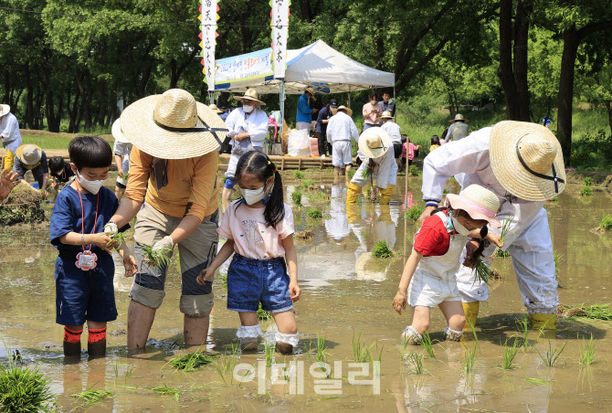 [포토] 강남구, 양재천 전통 모내기 체험 행사