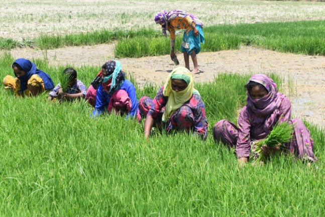 "인도 밀·설탕에 쌀 수출금지 전망"…음식료품株↑