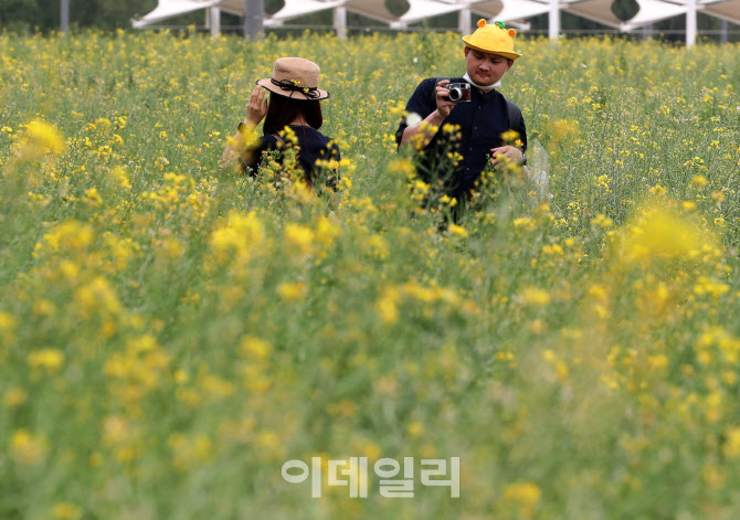 [포토]노란 물결 속을 거닐어요