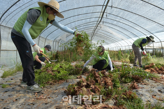 [포토] 농촌봉사로 구슬땀 흘리는 농협유통 임직원