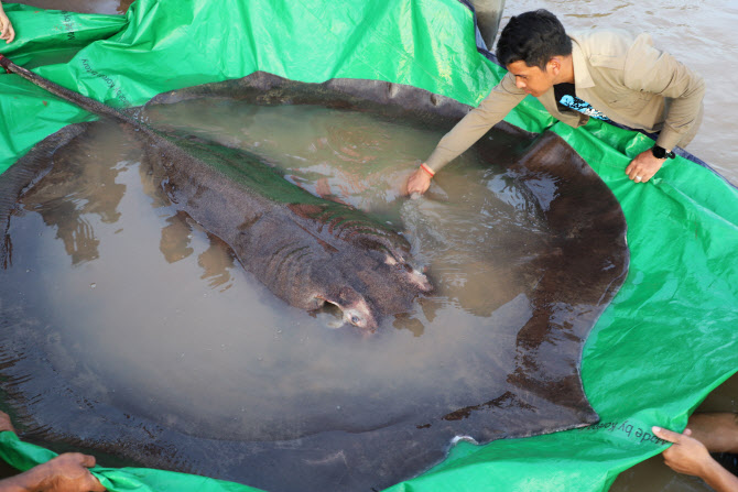 '4m·300kg' 괴물 가오리 잡았다…세계 최대 민물고기