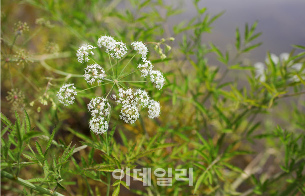 [포토] 국립생태원, 독미나리 꽃 만개