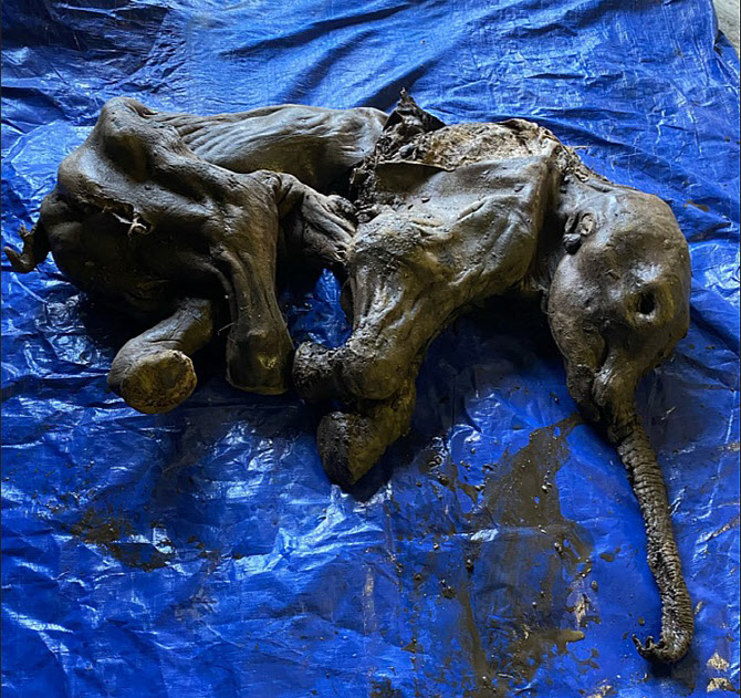 "살아 있던 모습 그대로"…3만5000년전 '새끼 매머드' 발견