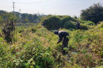 의정부시, 중랑천·백석천 일대 생태계교란식물 제거