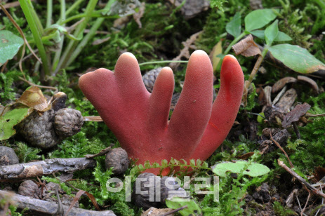 국립산림과학원 "독버섯 조심하세요"…독버섯 주의보 발령