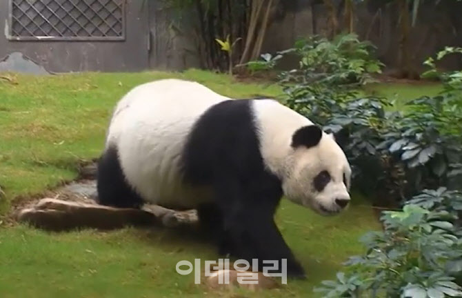 세계 최고령 수컷 판다 '안안' 안락사…"사람 나이로는 105세"