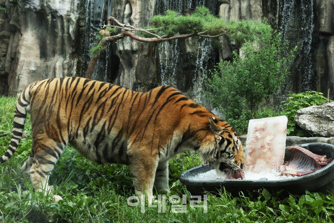 [포토]무더위 얼음으로 극복