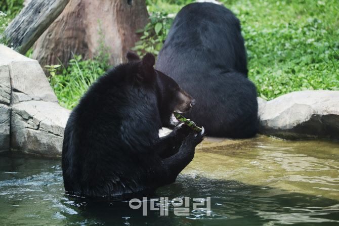 [포토]수박 먹는 곰