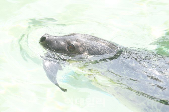 [포토]맛있는 물고기